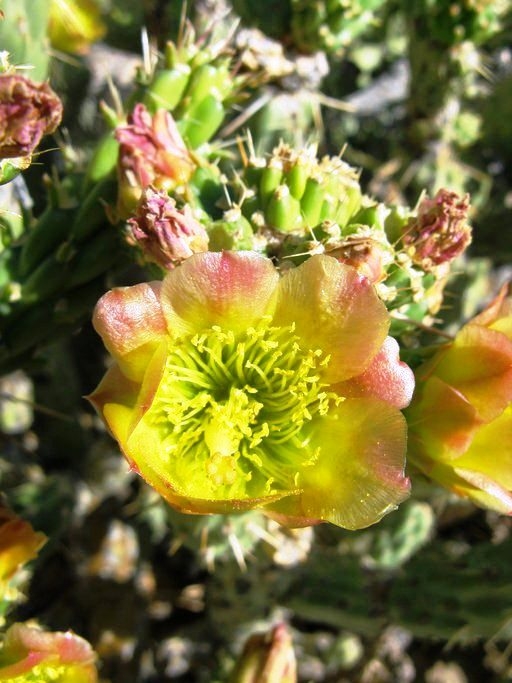Cylindropuntia californica Cholla Web