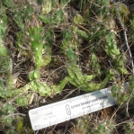 Corynopuntia schottii, south TX, Joselyn Fenstermacher