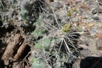 Corynopuntia aggeria, Big Bend National Park, Joselyn Fenstermacher