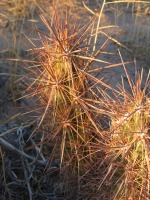 Corynopuntia kunzei, Kofa Mts, AZ