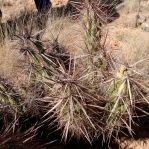 Corynopuntia kunzei, Pinacate Biosphere Reserve, Sonora, MX, S Carnahan