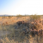 Corynopuntia kunzei, Kofa Mts, AZ