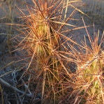 Corynopuntia kunzei, Kofa Mts, AZ