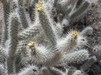 Cylindropuntia abyssi, fruit with disfigured flowers, Peach Springs, AZ, Nancy Hussey