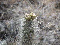 Cylindropuntia abyssi, with immature fruit, Peach Springs, AZ, Nancy Hussey