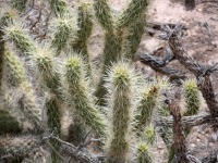 Cylindropuntia abyssi Peach Springs, AZ, Nancy Hussey