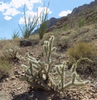 Cylindropuntia abyssi, Peach Springs, AZ, Michelle Cloud-Hughes