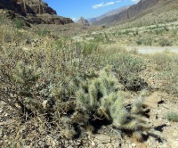Cylindropuntia abyssi, Peach Springs, AZ, Michelle Cloud-Hughes