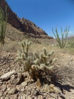 Cylindropuntia abyssi, Peach Springs, AZ, Michelle Cloud-Hughes