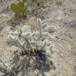 Cylindropuntia abyssi, Peach Springs, AZ, Nancy Hussey