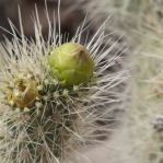 Cylindropuntia abyssi, Nancy Hussey
