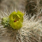 Cylindropuntia abyssi, Nancy Hussey