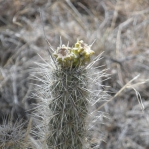 Cylindropuntia abyssi, with immature fruit, Peach Springs, AZ, Nancy Hussey