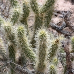 Cylindropuntia abyssi Peach Springs, AZ, Nancy Hussey