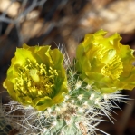 Cylindropuntia abyssi flower, Nancy Hussey