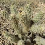 Cylindropuntia abyssi, Peach Springs, AZ, Michelle Cloud-Hughes