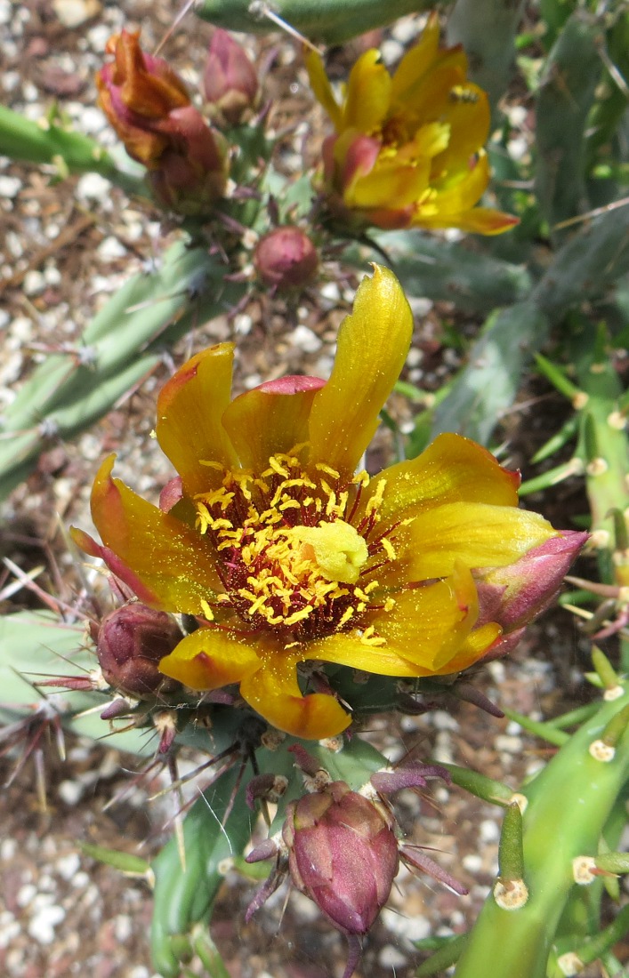 Cylindropuntia acanthocarpa var. thornberi