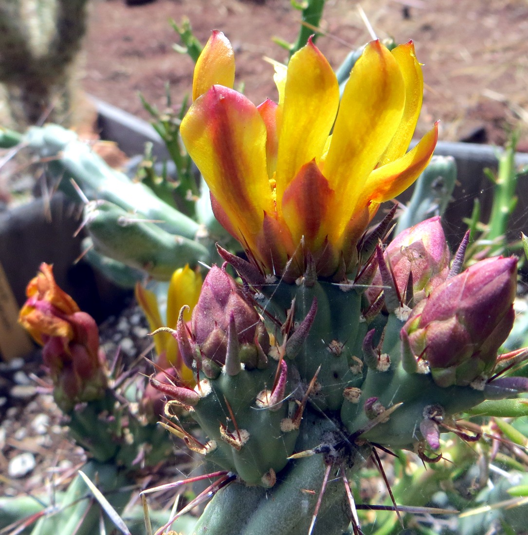 Cylindropuntia acanthocarpa var. thornberi
