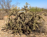 Cylindropuntia acanthocarpa var. ramosa