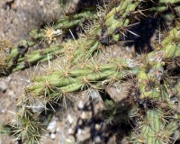 Cylindropuntia acanthocarpa var. ramosa