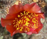 Cylindropuntia acanthocarpa var. ramosa