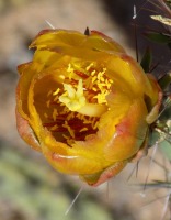 Cylindropuntia acanthocarpa var. ramosa