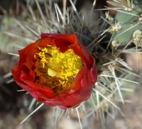 Cylindropuntia acanthocarpa var. ramosa