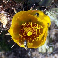 Cylindropuntia acanthocarpa var. ramosa
