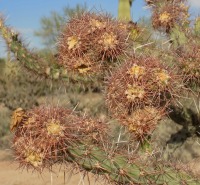 Cylindropuntia acanthocarpa var. ramosa