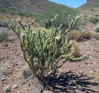 Cylindropuntia acanthocarpa var. thornberi