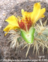 Cylindropuntia acanthocarpa var. acanthocarpa