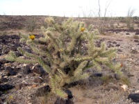 Cylindropuntia acanthocarpa var. acanthocarpa