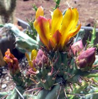 Cylindropuntia acanthocarpa var. thornberi