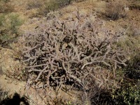 Cylindropuntia acanthocarpa var. ramosa