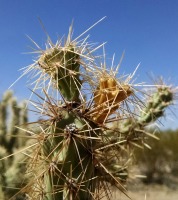 Cylindropuntia acanthocarpa var. ramosa