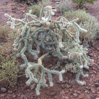 Cylindropuntia acanthocarpa var. ramosa