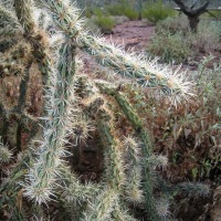 Cylindropuntia acanthocarpa var. ramosa