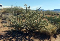Cylindropuntia acanthocarpa var. thornberi