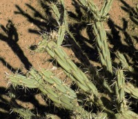 Cylindropuntia acanthocarpa var. thornberi