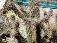 Cylindropuntia acanthocarpa var. acanthocarpa