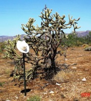 Cylindropuntia acanthocarpa var. acanthocarpa