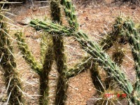 Cylindropuntia acanthocarpa