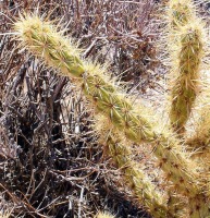 Cylindropuntia acanthocarpa var. acanthocarpa