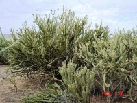 Cylindropuntia acanthocarpa var. acanthocarpa