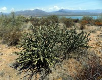 Cylindropuntia acanthocarpa thornberi, Roosevelt Lake, AZ