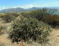 Cylindropuntia acanthocarpa thornberi, Roosevelt Lake, AZ