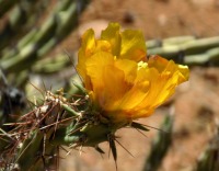 Cylindropuntia acanthocarpa thornberi, Roosevelt Lake, AZ