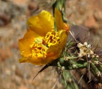 Cylindropuntia acanthocarpa thornberi, Roosevelt Lake, AZ