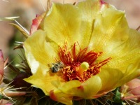 Yellow-flowered Cylindropuntia acanthocarpa, Nancy Hussey