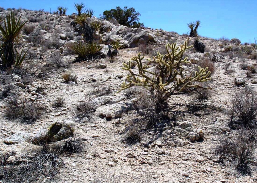 Cylindropuntia acanthocarpa Cylindropuntia acanthocarpa